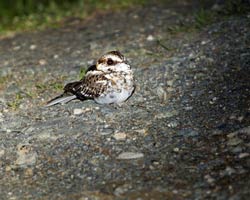 White-tailed Nightjar