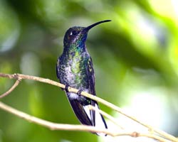 White-tailed Sabrewing (immature female)