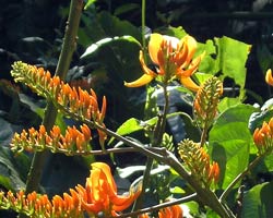 flowers of mountain immortelle tree