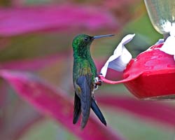 Copper-rumped Hummingbird