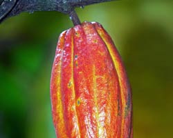 Cocoa Pod