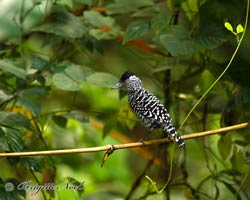 Barred Antshrike male