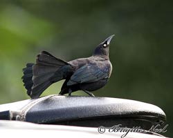Carib Grackle male displaying