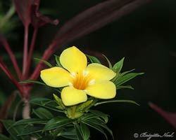 Alamanda