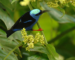 Red-leggged Honeycreeper